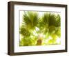 Singapore Botanic Gardens, Singapore-Jon Arnold-Framed Photographic Print