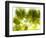 Singapore Botanic Gardens, Singapore-Jon Arnold-Framed Photographic Print