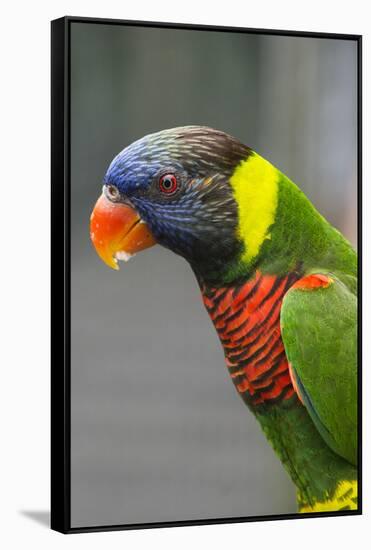 Singapore. Colorful Australian Lorikeet-Cindy Miller Hopkins-Framed Stretched Canvas