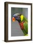 Singapore. Colorful Australian Lorikeet-Cindy Miller Hopkins-Framed Photographic Print