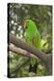 Singapore. Colorful Green Parrot-Cindy Miller Hopkins-Stretched Canvas