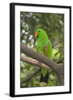 Singapore. Colorful Green Parrot-Cindy Miller Hopkins-Framed Photographic Print