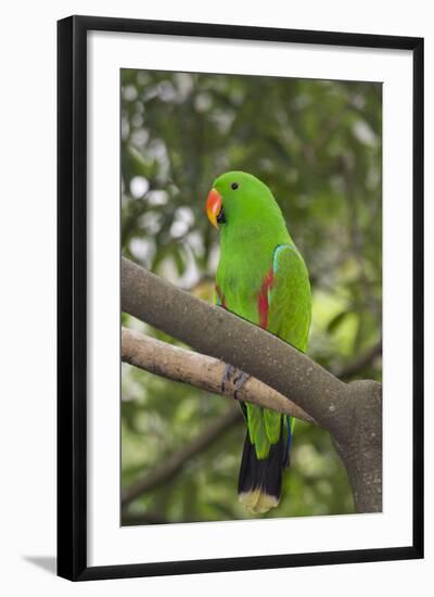 Singapore. Colorful Green Parrot-Cindy Miller Hopkins-Framed Photographic Print