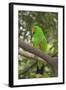 Singapore. Colorful Green Parrot-Cindy Miller Hopkins-Framed Photographic Print