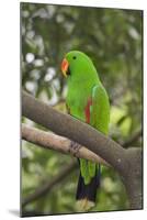 Singapore. Colorful Green Parrot-Cindy Miller Hopkins-Mounted Photographic Print