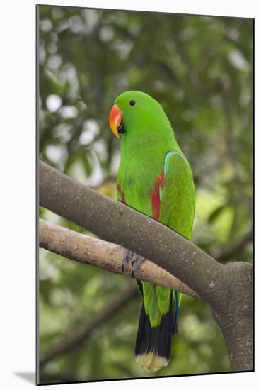 Singapore. Colorful Green Parrot-Cindy Miller Hopkins-Mounted Photographic Print