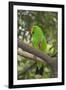 Singapore. Colorful Green Parrot-Cindy Miller Hopkins-Framed Photographic Print