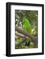 Singapore. Colorful Green Parrot-Cindy Miller Hopkins-Framed Photographic Print