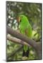 Singapore. Colorful Green Parrot-Cindy Miller Hopkins-Mounted Photographic Print