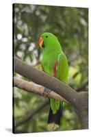 Singapore. Colorful Green Parrot-Cindy Miller Hopkins-Stretched Canvas