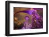Singapore. Garden by the Sea Towers at Night-Jaynes Gallery-Framed Photographic Print