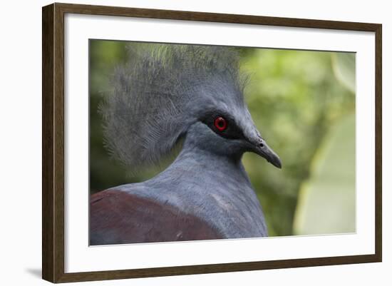 Singapore, Jurong Bird Park. Head Detail of Common Crowned Pigeon-Cindy Miller Hopkins-Framed Photographic Print