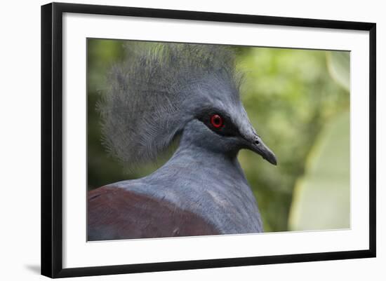 Singapore, Jurong Bird Park. Head Detail of Common Crowned Pigeon-Cindy Miller Hopkins-Framed Photographic Print