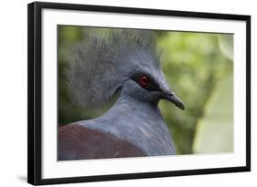 Singapore, Jurong Bird Park. Head Detail of Common Crowned Pigeon-Cindy Miller Hopkins-Framed Photographic Print