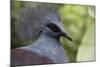 Singapore, Jurong Bird Park. Head Detail of Common Crowned Pigeon-Cindy Miller Hopkins-Mounted Photographic Print