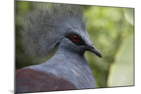 Singapore, Jurong Bird Park. Head Detail of Common Crowned Pigeon-Cindy Miller Hopkins-Mounted Photographic Print