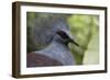 Singapore, Jurong Bird Park. Head Detail of Common Crowned Pigeon-Cindy Miller Hopkins-Framed Photographic Print