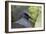 Singapore, Jurong Bird Park. Head Detail of Common Crowned Pigeon-Cindy Miller Hopkins-Framed Photographic Print