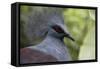 Singapore, Jurong Bird Park. Head Detail of Common Crowned Pigeon-Cindy Miller Hopkins-Framed Stretched Canvas