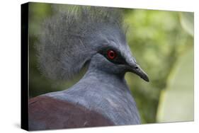 Singapore, Jurong Bird Park. Head Detail of Common Crowned Pigeon-Cindy Miller Hopkins-Stretched Canvas
