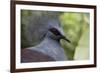 Singapore, Jurong Bird Park. Head Detail of Common Crowned Pigeon-Cindy Miller Hopkins-Framed Photographic Print