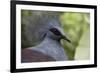 Singapore, Jurong Bird Park. Head Detail of Common Crowned Pigeon-Cindy Miller Hopkins-Framed Photographic Print