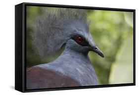 Singapore, Jurong Bird Park. Head Detail of Common Crowned Pigeon-Cindy Miller Hopkins-Framed Stretched Canvas