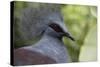 Singapore, Jurong Bird Park. Head Detail of Common Crowned Pigeon-Cindy Miller Hopkins-Stretched Canvas