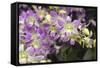 Singapore Orchids-Yury Zap-Framed Stretched Canvas