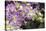 Singapore Orchids-Yury Zap-Stretched Canvas