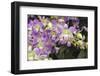 Singapore Orchids-Yury Zap-Framed Photographic Print