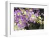 Singapore Orchids-Yury Zap-Framed Photographic Print