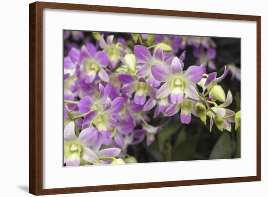 Singapore Orchids-Yury Zap-Framed Photographic Print