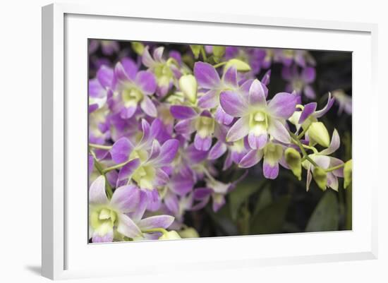 Singapore Orchids-Yury Zap-Framed Photographic Print