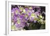 Singapore Orchids-Yury Zap-Framed Photographic Print