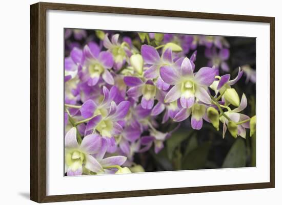 Singapore Orchids-Yury Zap-Framed Photographic Print