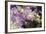 Singapore Orchids-Yury Zap-Framed Photographic Print