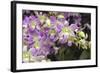 Singapore Orchids-Yury Zap-Framed Photographic Print