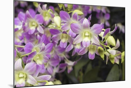 Singapore Orchids-Yury Zap-Mounted Photographic Print