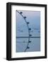 Singapore, Singapore Flyer, Giant Ferris Wheel, Elevated View, Dawn-Walter Bibikow-Framed Photographic Print