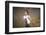 Singer Mick Jagger of the Rock Band the Rolling Stones Performing-David Mcgough-Framed Photographic Print