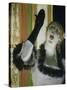 Singer with Glove-Edgar Degas-Stretched Canvas