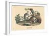 Singes Monkeys-E.f. Noel-Framed Art Print