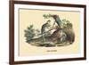 Singes Monkeys-E.f. Noel-Framed Art Print