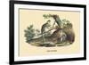 Singes Monkeys-E.f. Noel-Framed Art Print