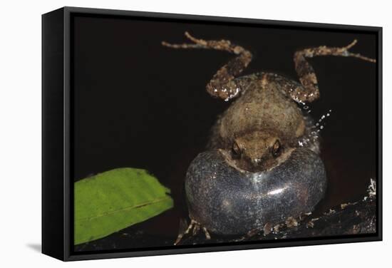 Singing Tungara Frog in Water-W. Perry Conway-Framed Stretched Canvas