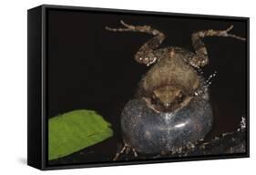 Singing Tungara Frog in Water-W. Perry Conway-Framed Stretched Canvas