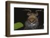 Singing Tungara Frog in Water-W. Perry Conway-Framed Photographic Print