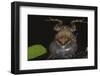 Singing Tungara Frog in Water-W. Perry Conway-Framed Photographic Print