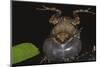 Singing Tungara Frog in Water-W. Perry Conway-Mounted Photographic Print